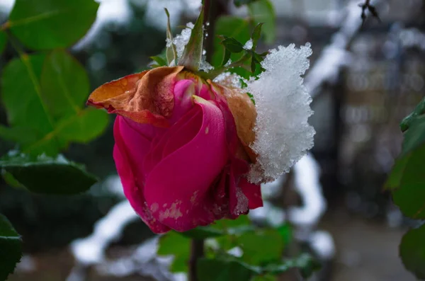 Zamarznięta Róża Ogrodzie Pokryta Śniegiem Ogród Zimą Przygotowanie Zimy — Zdjęcie stockowe
