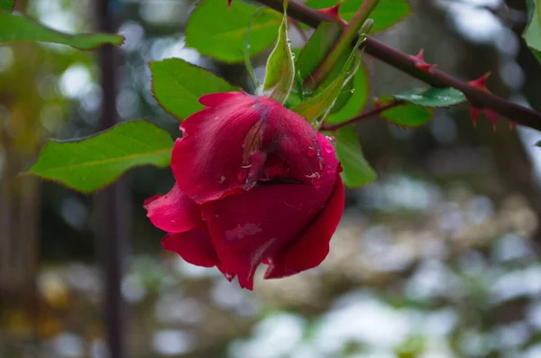 Παγωμένο Τριαντάφυλλο Στον Κήπο Καλυμμένο Χιόνι Κήπος Χειμώνα Προετοιμασία Για — Φωτογραφία Αρχείου