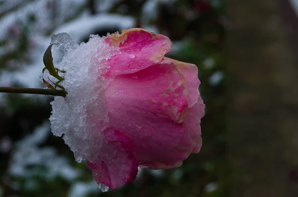 stock image Frozen rose in the garden covered in snow. Garden in winter. Preparation for winter.