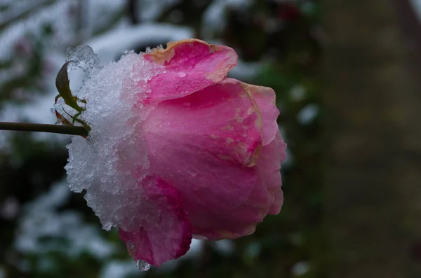 Gefrorene Rosen Schneebedeckten Garten Garten Winter Vorbereitung Auf Den Winter — Stockfoto