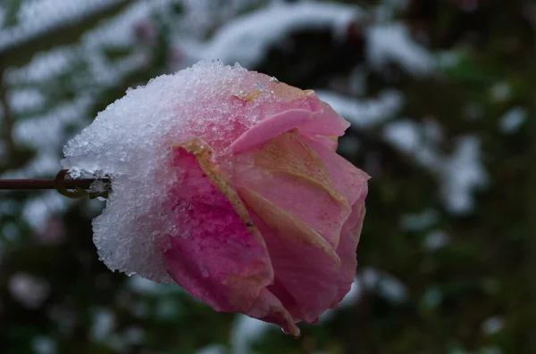 stock image Frozen rose in the garden covered in snow. Garden in winter. Preparation for winter.