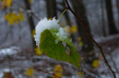 Sarı yapraklar ve huş çiçekleri ilk karı kapladı. Kış ya da sonbahar sonu, güzel doğa, arka planda donmuş yaprak, kar yağıyor. Doğal mevsimlik ağaç dalları. Fotoğraf pankartı