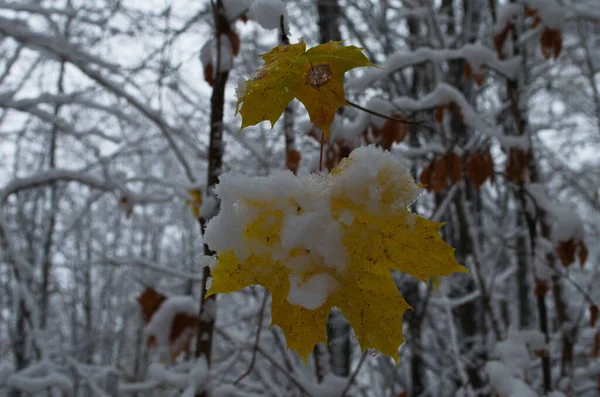 Yellow Leaves Birch Catkins Covered First Snow Winter Late Autumn — Stock Photo, Image