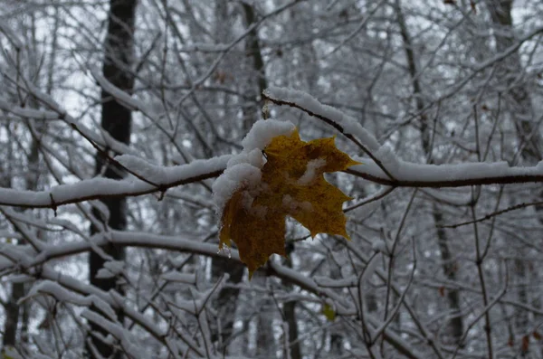Gelbe Blätter Und Birkenkätzchen Bedeckten Den Ersten Schnee Winter Oder — Stockfoto