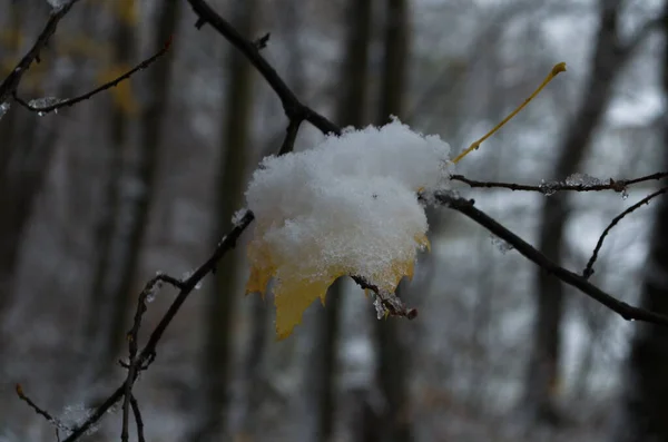 Gul Löv Och Björk Catkins Täckte Första Snön Vinter Eller — Stockfoto