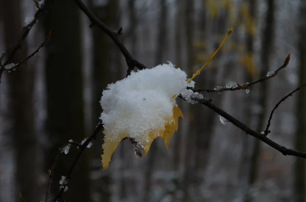 初雪盖满了黄叶和白桦树 秋冬或秋末 美丽的大自然 冰封的树叶在朦胧的背景上 下着白雪 自然季节树分枝特写 照片横幅 — 图库照片