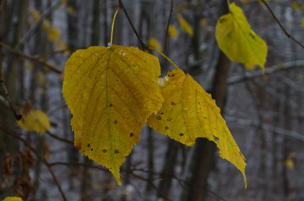 První Sníh Pokrývaly Žluté Listy Břízy Zimní Nebo Pozdní Podzim — Stock fotografie