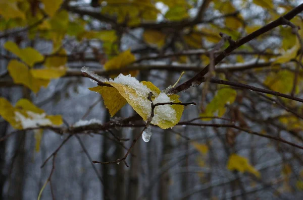 Жовте Листя Березові Кішки Вкрили Перший Сніг Зима Або Пізня — стокове фото