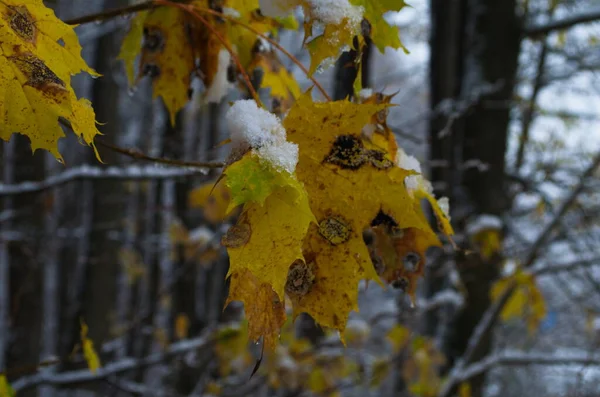 Gul Löv Och Björk Catkins Täckte Första Snön Vinter Eller — Stockfoto