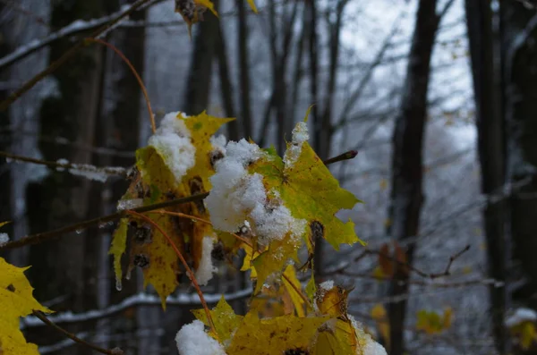 Gele Bladeren Berkenkatjes Bedekt Eerste Sneeuw Winter Late Herfst Prachtige — Stockfoto