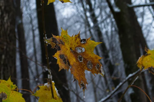 Hojas Amarillas Amentos Abedul Cubrieron Primera Nieve Invierno Finales Del —  Fotos de Stock