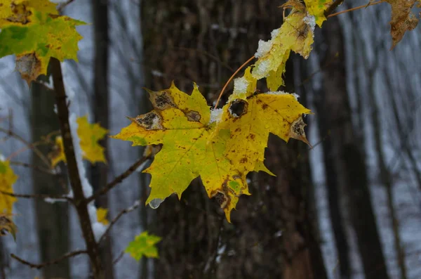 První Sníh Pokrývaly Žluté Listy Břízy Zimní Nebo Pozdní Podzim — Stock fotografie