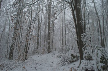Kar fırtınası sırasında dağlarda soğuk ve karlı kış yolu.