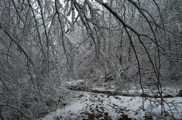 Hideg Havas Téli Hegyekben Hóvihar Idején — Stock Fotó