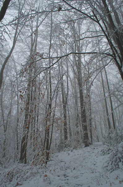 吹雪の中で山の中で寒さと雪の冬の道 — ストック写真
