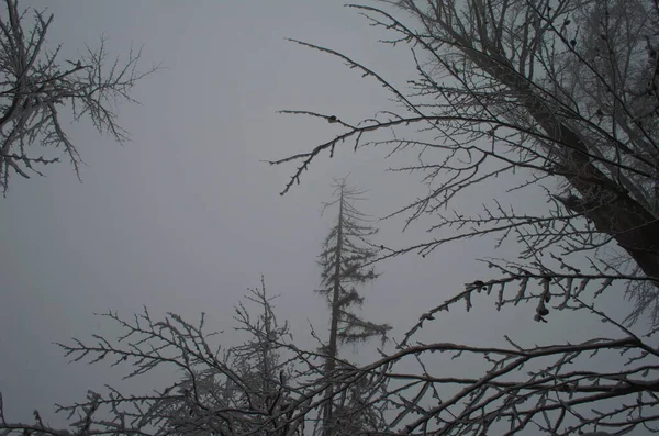 Kar Fırtınası Sırasında Dağlarda Soğuk Karlı Kış Yolu — Stok fotoğraf