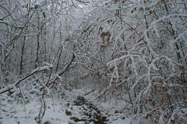 Zimna Śnieżna Zimowa Droga Górach Podczas Burzy Śnieżnej — Zdjęcie stockowe