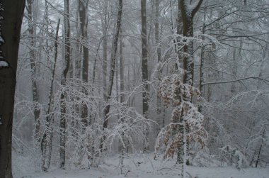 Kar fırtınası sırasında dağlarda soğuk ve karlı kış yolu.