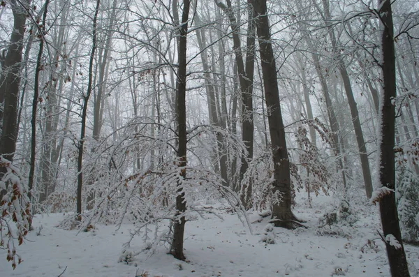 Холодна Засніжена Зимова Дорога Горах Під Час Сніжної Бурі — стокове фото