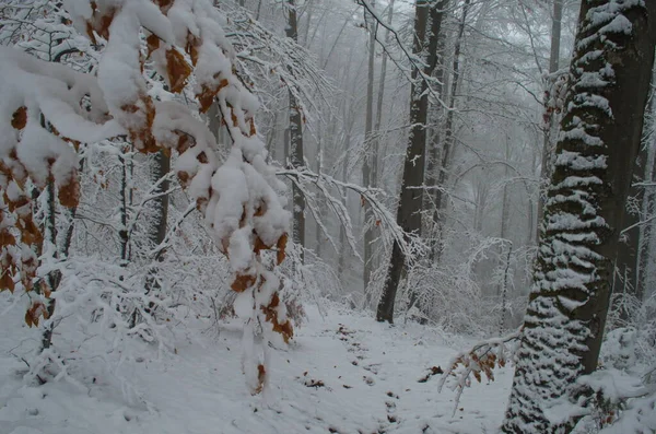 Camino Invierno Frío Nevado Las Montañas Durante Tormenta Nieve —  Fotos de Stock