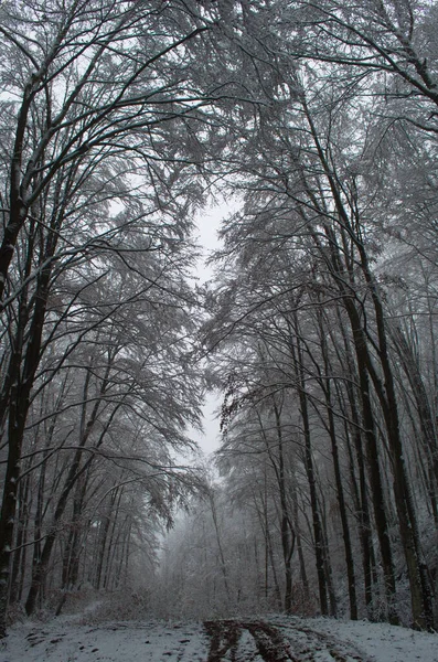 Estrada Inverno Fria Nevada Nas Montanhas Durante Tempestade Neve — Fotografia de Stock