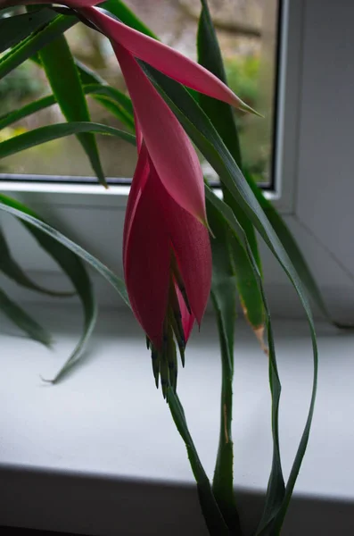 Güzel Pembe Bromelia Çiçeği Yaklaş Bitkisi — Stok fotoğraf