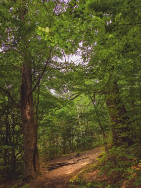 Yoğun yeşil ormanda, sık ağaçların arasından güneş ışıldar, güneşli bir günde.