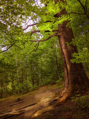 Yoğun yeşil ormanda, sık ağaçların arasından güneş ışıldar, güneşli bir günde.