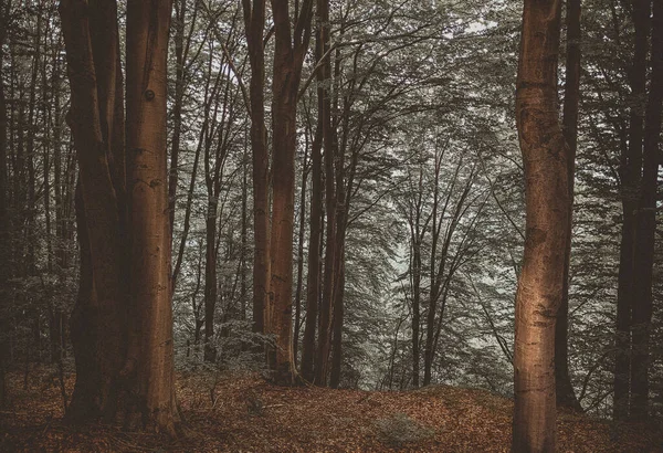 Raggi Sole Attraverso Rami Degli Alberi Spessi Nella Fitta Foresta — Foto Stock