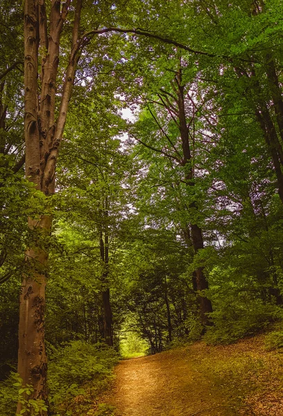 阳光穿过茂密的树枝 在茂密的绿林里 阳光明媚 — 图库照片