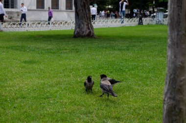 Kapüşonlu Gri Kargalar yeşil alanda savaşıyor
