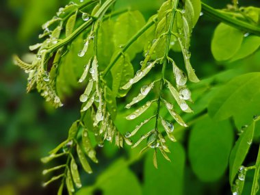Taze yeşil çekirge yaprağı, Robinia psödoacia - sahte akasya