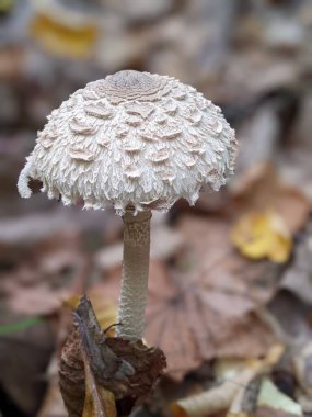 Macrolepiota procera, şemsiye mantarı, şemsiyeye benzeyen büyük, belirgin meyveli mantar.