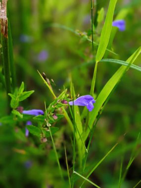 Scutellaria lateriflora or blue skullcap blue flowers with green leaves vertical clipart