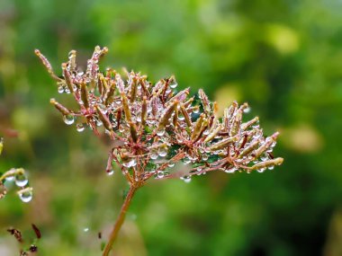 Botanik koleksiyonu, reçine ya da yaz aylarında reçine kokulu bitkiler.