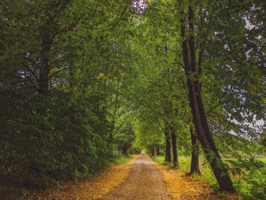 Sonbahar orman doğası. Renkli bir ormanda canlı bir sabah. Ağaçların arasından güneş ışınları geçiyor. Güneş ışığıyla doğanın manzarası