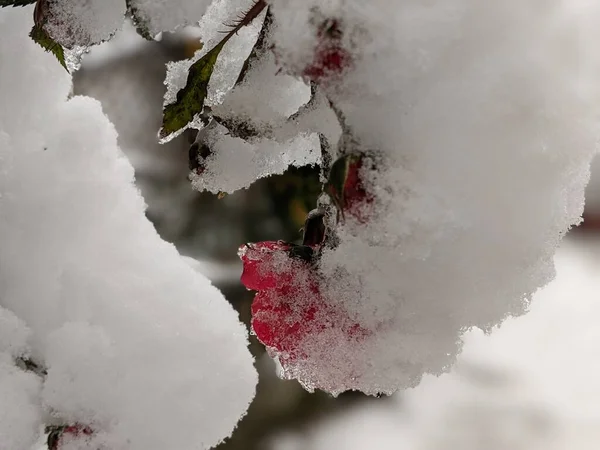 Frozen rose in the garden covered in snow. Garden in winter. Preparation for winter.