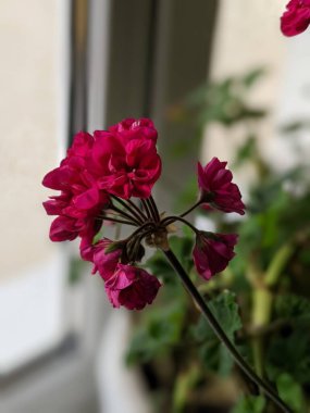 Blooming geranium on the windowsill. Close up of the blooming pink flower of geranium. Flowers in pots. Beautiful little geranium pelargonium flower.