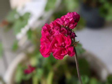 Blooming geranium on the windowsill. Close up of the blooming pink flower of geranium. Flowers in pots. Beautiful little geranium pelargonium flower.