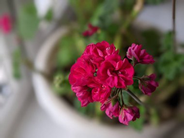 Blooming geranium on the windowsill. Close up of the blooming pink flower of geranium. Flowers in pots. Beautiful little geranium pelargonium flower.