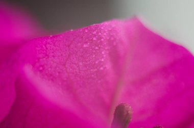 Red pink hibiscus flower background. Pink hibiskus petals texture. Bright red hibiscus blossom, close up macro. Red full bloom background. Banner. Viva Magenta color