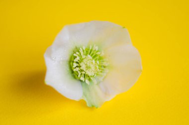 Helleborus çiçeği baharın başlarında yetişir.