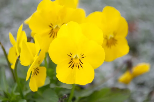 紫罗兰花 三色花 花瓣大黄色 背景为盆栽绿叶 自然背景 — 图库照片