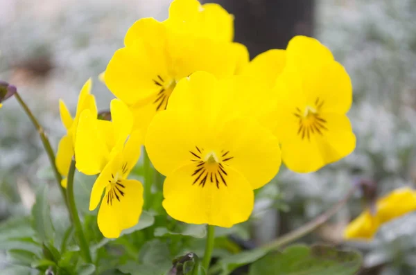 Viola Tricolor Large Yellow Flowers Petals Background Green Leaves Pots — Stock Photo, Image