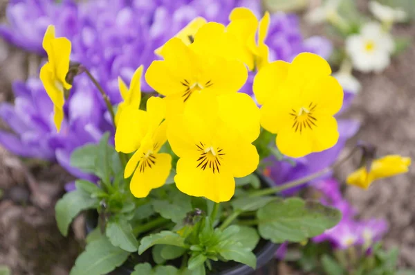 Viola Tricolor Large Yellow Flowers Petals Background Green Leaves Pots — Stock Photo, Image
