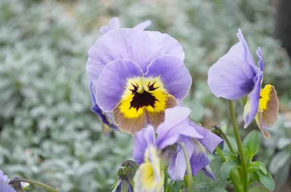 stock image Viola tricolor blue on natural background