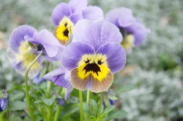 Viola Tricolor Blue Natural Background — Stock Photo, Image