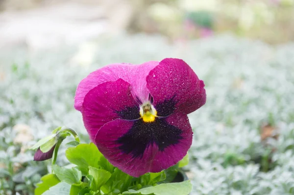 Jeden Burgundzki Kwiat Ogrodzie Pierwszy Wiosenny Kwiat — Zdjęcie stockowe