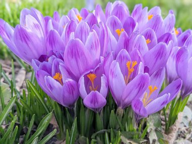 Bir çayır üzerinde çiçek açan bir grup çiçek ile güzel bir bahar arkaplanı: Bahar zamanı, Avrupa 'da, parlak güneşin altında güzel bir grup mor krokus..