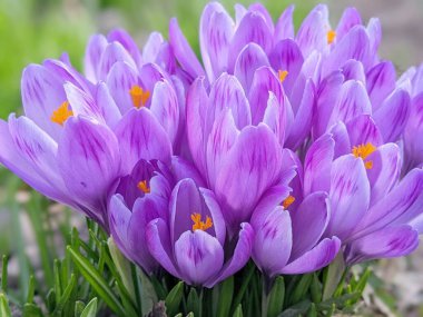 Beautiful spring background with close-up of a group of blooming purple crocus flowers on a meadow: Pretty group of purple crocus under the bright sun in spring time, Europe. clipart